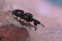 Une saltique (Araneae - Salticidae - Sibianor aurocinctus)